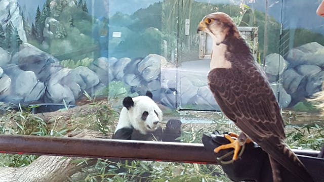 Animals at Zoo Atlanta 'rise up' for the Falcons