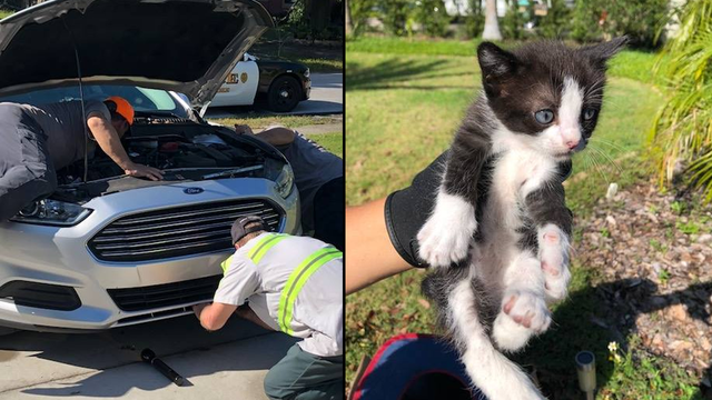 Kittens rescued from detective's engine