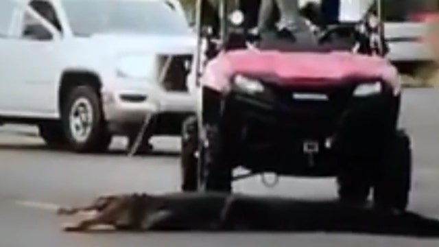 Wildlife officials in Florida investigate dragging of alligator