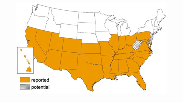 Parasite-carrying 'kissing bugs' in NJ?
