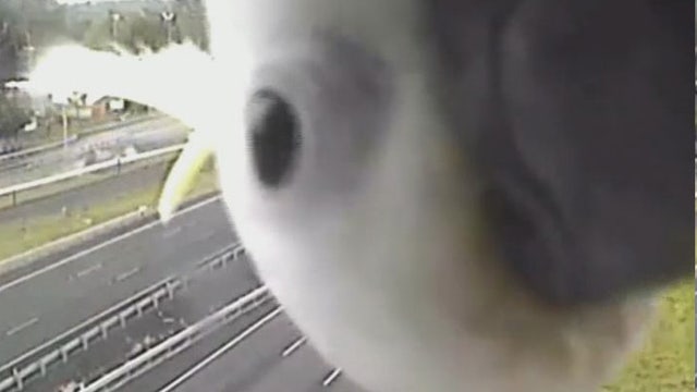 Curious cockatoo eyes traffic cam
