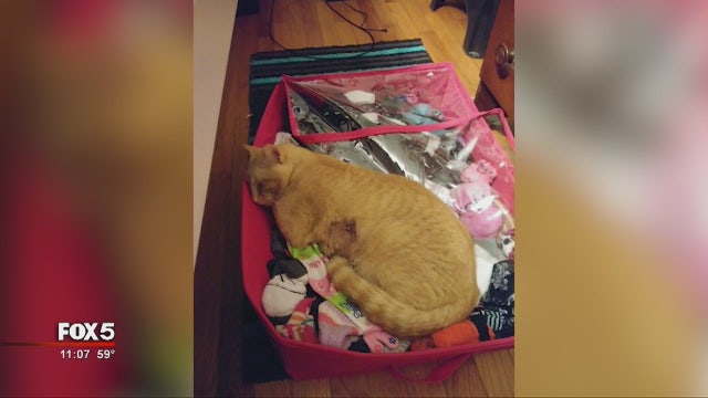Family cat shot by pellet gun, recovering