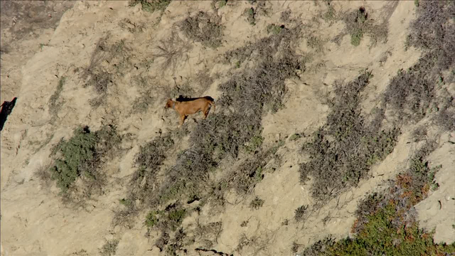 Man falls to his death while walking dog