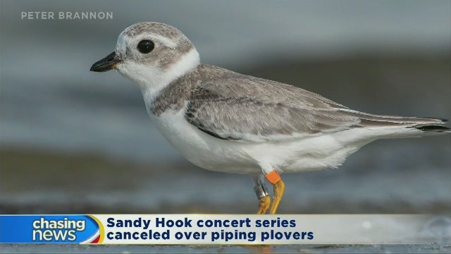 Concert series canceled over piping plovers
