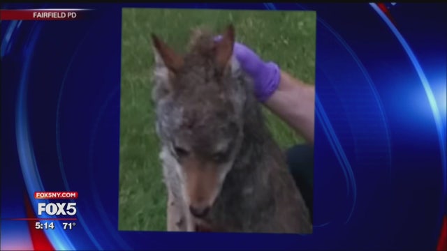 Cop shoots, kills coyote that attacked mom, child