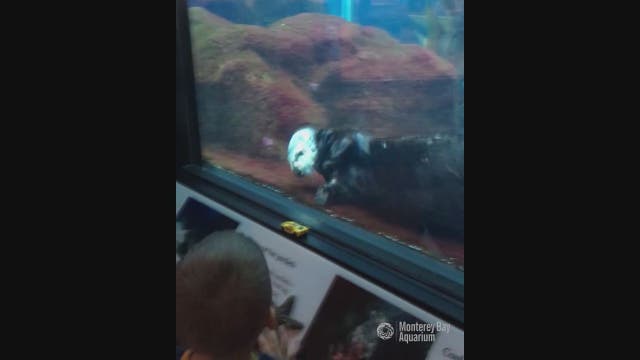 WATCH: Curious otter fascinated by toy car