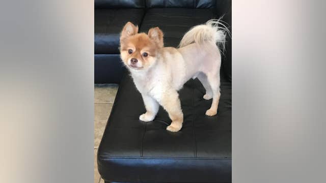 Dog found dead during Delta Air Lines layover in Detroit