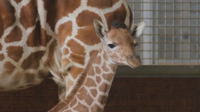 It's a boy! Baby giraffe born at Dallas Zoo