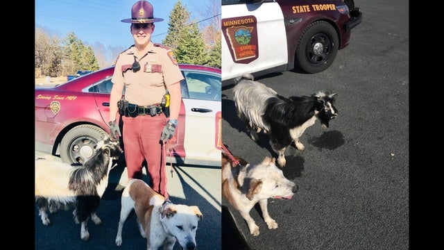 Dog, goat spotted walking together along Minnesota highway