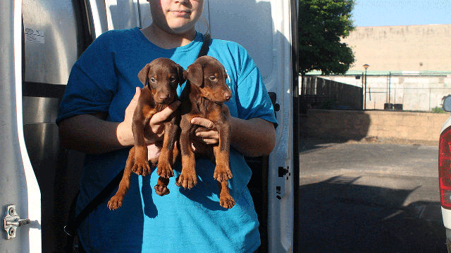 'Debarked' dogs, others rescued from breeder