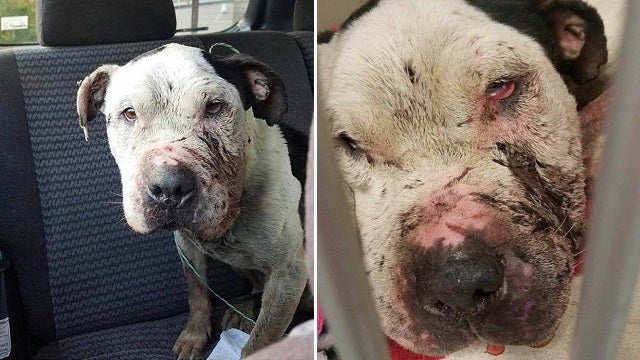 Dog beaten, left tied to dumpster in Cobbs Creek