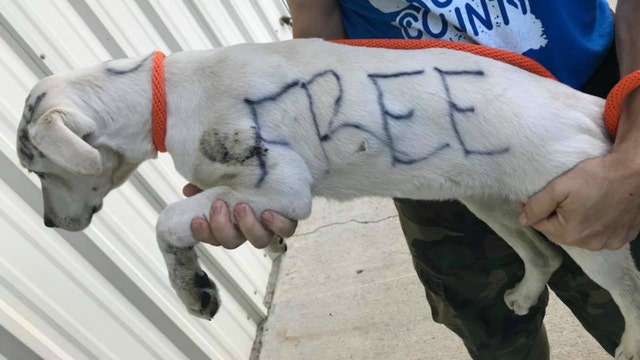 Someone wrote 'Free' on a dog, then abandoned it