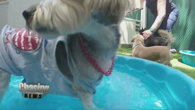 New treatment for dogs with noise aversion