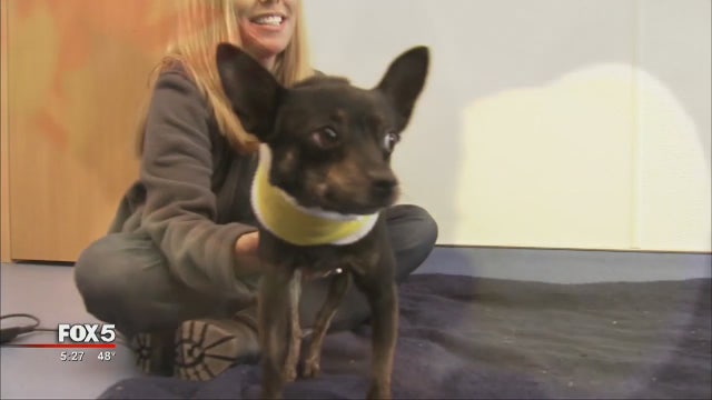 Dog survives emergency surgery after someone wrapped cord around neck, slit trachea