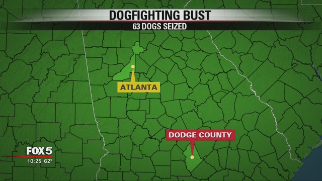 63 dogs seized from suspected Georgia dog fighting operation