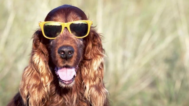 Humans will soon be having conversations with dogs