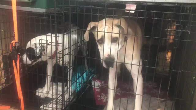 Dogs rescued from collapsing shelter make it back to Columbia