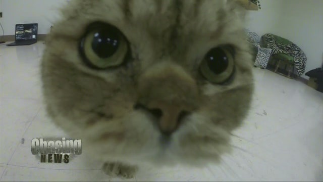 What's a dragon cat?