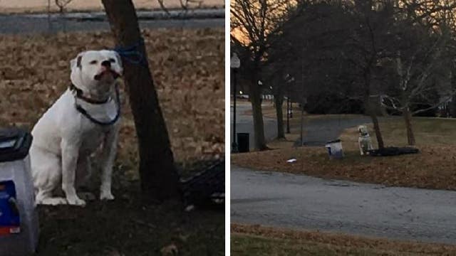 Dog abandoned, tied to tree in frigid temps
