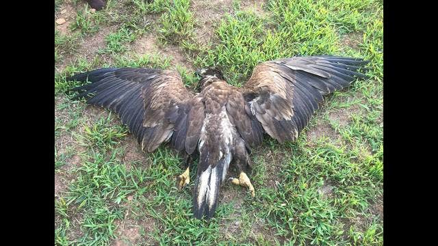 Bald Eagle Dies by Gun Shot