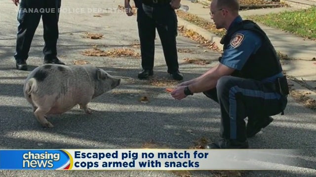 Escaped pig no match for cops armed with snacks
