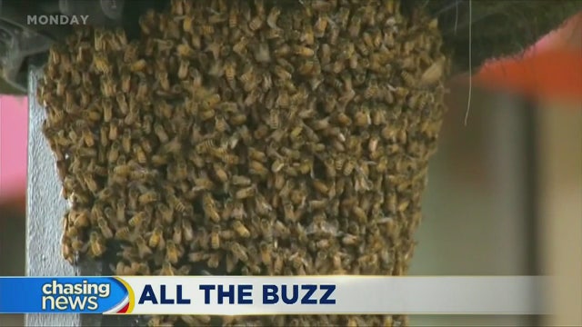 Estimated 20K bees swarm pole in NYC