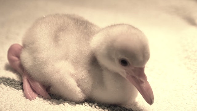 Baby boom of flamingo chicks at SeaWorld Orlando