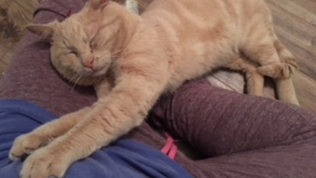 Cat shot in head; perpetrator unknown