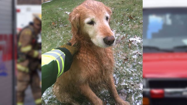 Dog rescued from freezing water in Prince George's County (VIDEO)
