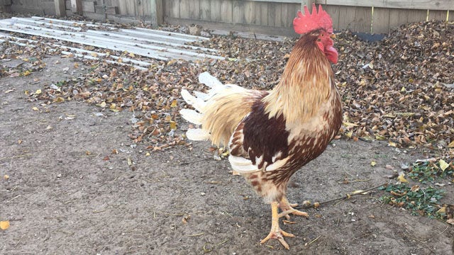 Bastrop City Council asking for ideas to solve feral chicken population
