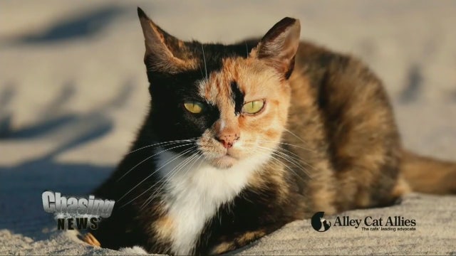 Feral cat problem in Seaside Heights