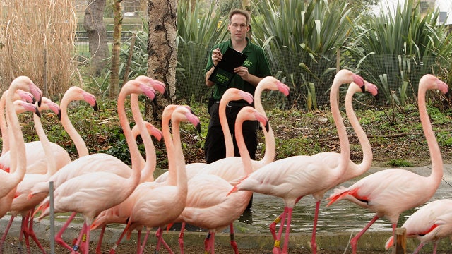 Dream job? Tropical resort seeks 'chief flamingo officer'