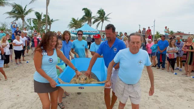 150-pound sea turtle released off Florida Keys