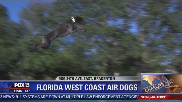 Dogs fly high at 'Florida West Coast Air Dogs'