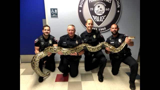 Police respond to 911 call after 12-foot Burmese Python is spotted