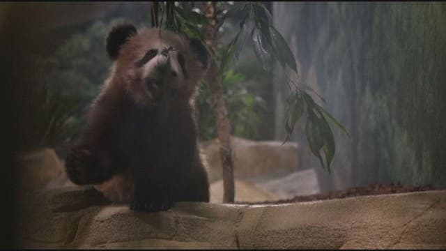 France's playful baby panda makes public debut