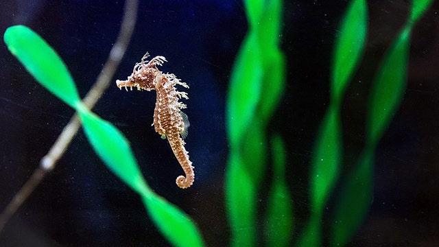 A seahorse named Frito is on the mend in Florida