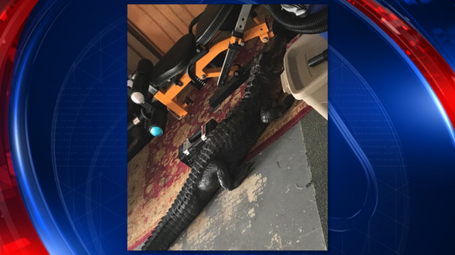 Gator in garage spooks homeowner