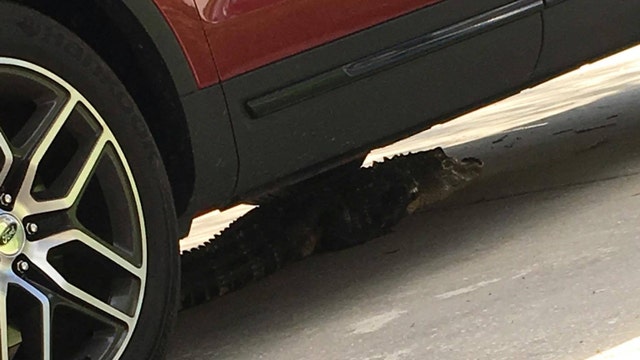 WATCH: Florida woman finds gator under her car