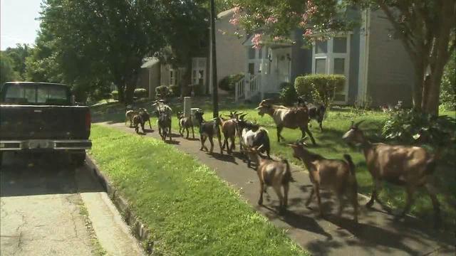 Escaped goats, donkey return to Stone Mountain home