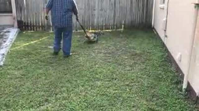 Gator caught in side yard of Lakeland residence