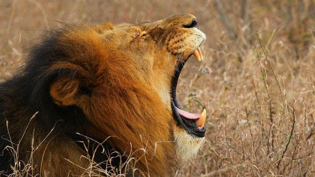 Suspected poacher mauled to death by lions in South African reserve, reports say