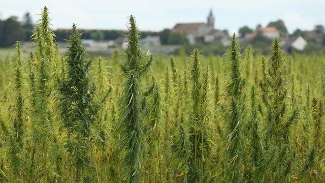 McConnell wants hemp removed from controlled substance list