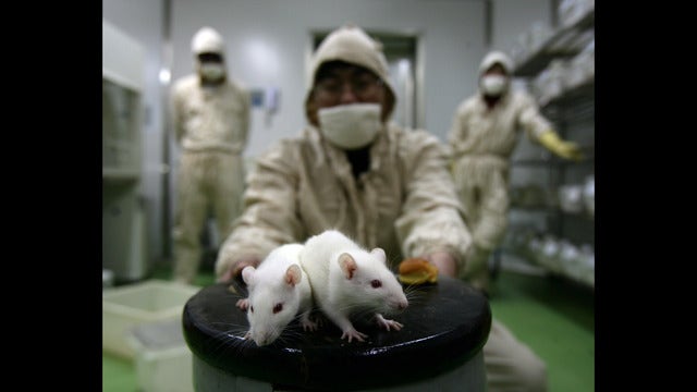 California may become first state to ban cosmetics testing on animals