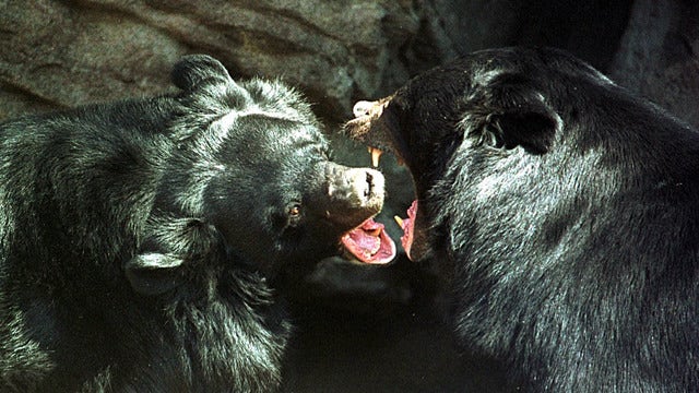 Colorado girl seriously injured in bear attack outside home