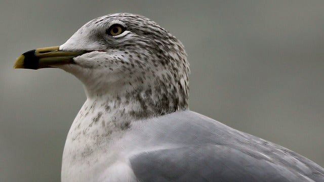 Canadian hotel forgives guest whose room was trashed by hungry seagulls in 2001