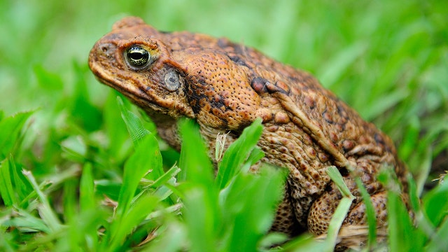 Florida pet owners warned of deadly toad