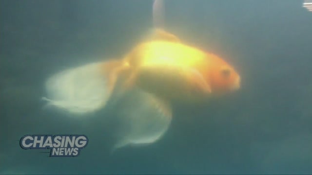 Exotic animal surgeon