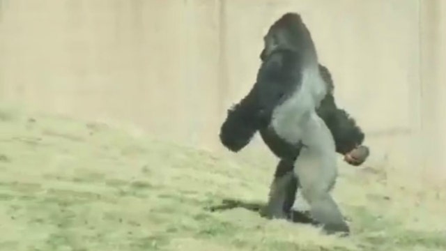 Gorilla at Philadelphia Zoo takes stand against dirty hands