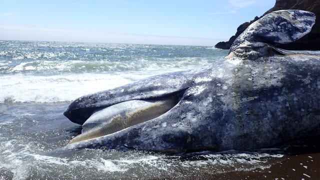 2 dead whales found in SF Bay Area Friday